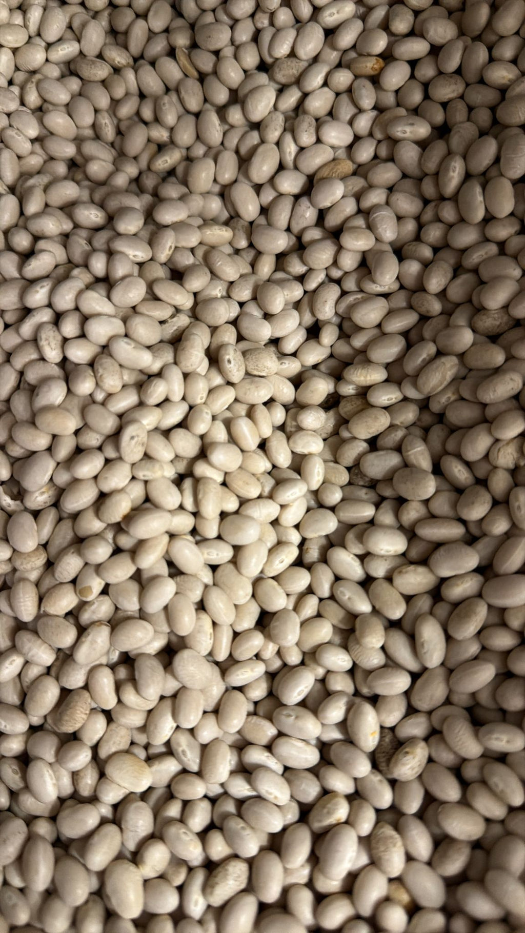 Fagioli tondini
