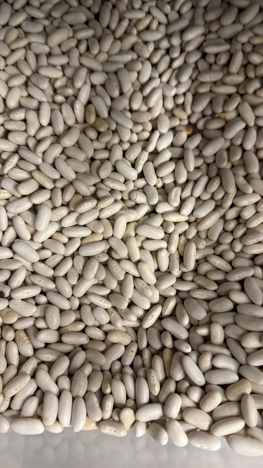 Fagioli cannellini
