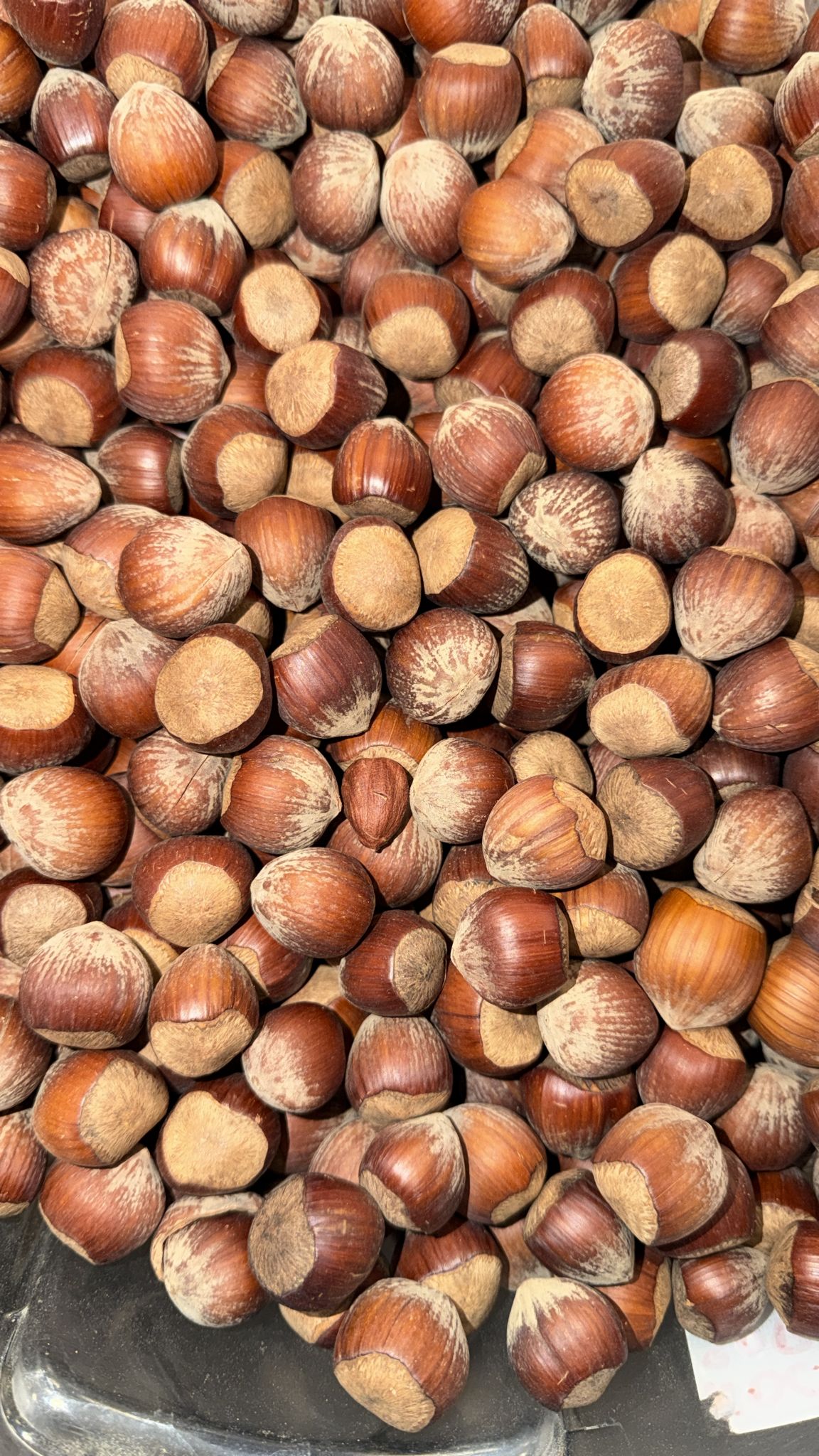 Nocciole in guscio tostate