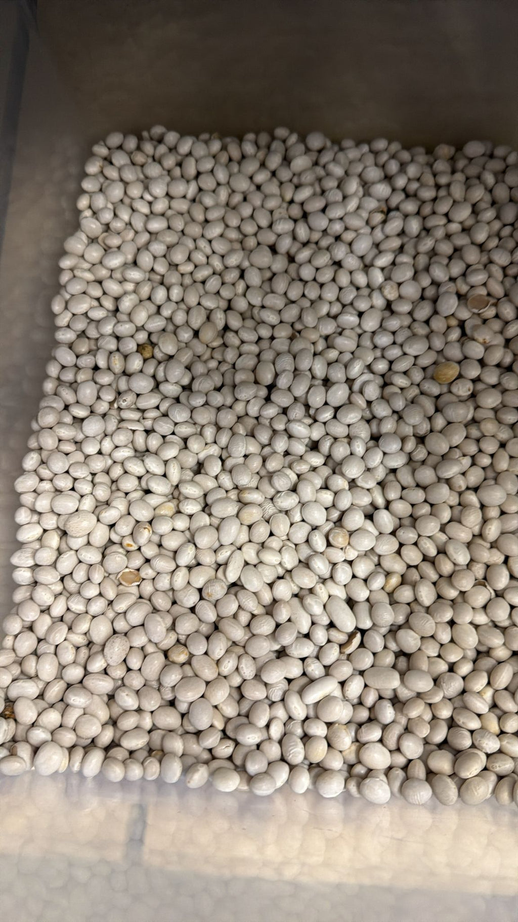 Fagioli cokos
