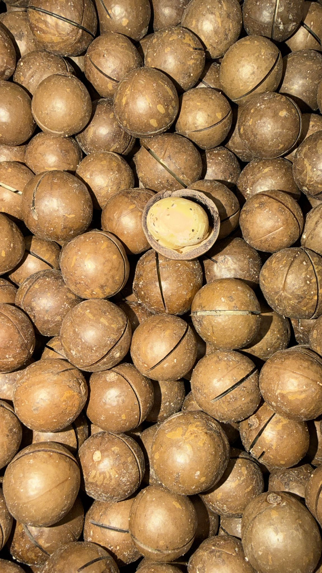 Noci di Macadamia